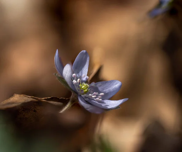 Floração Uma Flor Azul Floresta — Fotografia de Stock