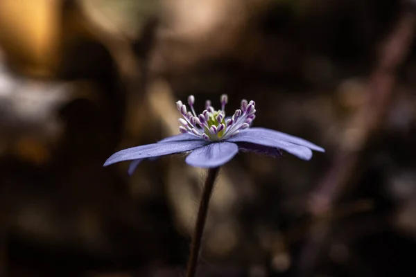 Blooming Blue Flower Forest — Stock Photo, Image