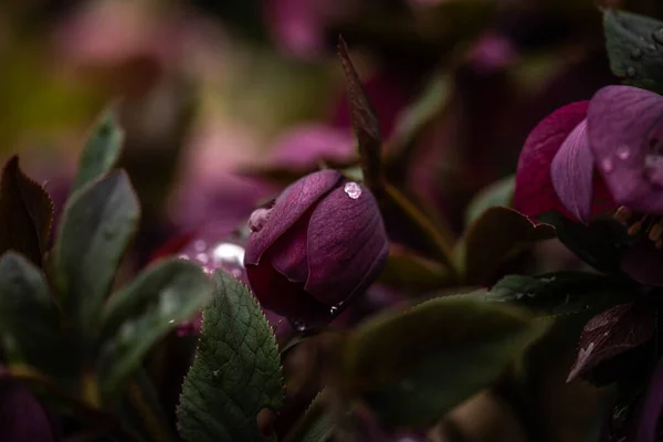 Pąki Helleborus w kroplach deszczu, selektywne skupienie, wiosenny dzień — Zdjęcie stockowe