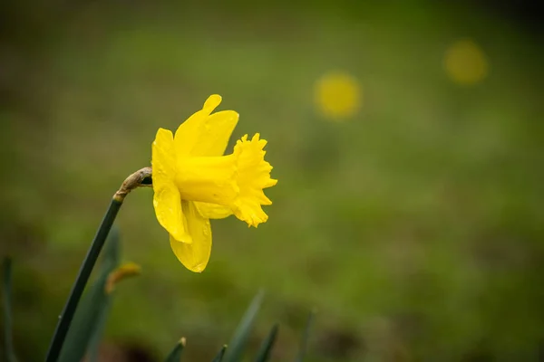 在模糊的背景上可爱的黄色孤独水仙花 — 图库照片