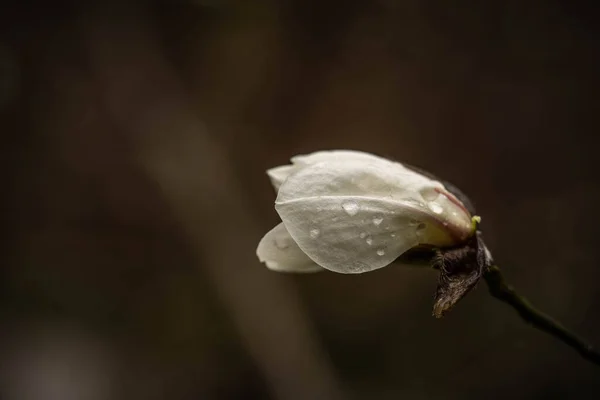 Niezwykle piękne delikatne pąki magnolii, wiosenny dzień — Zdjęcie stockowe