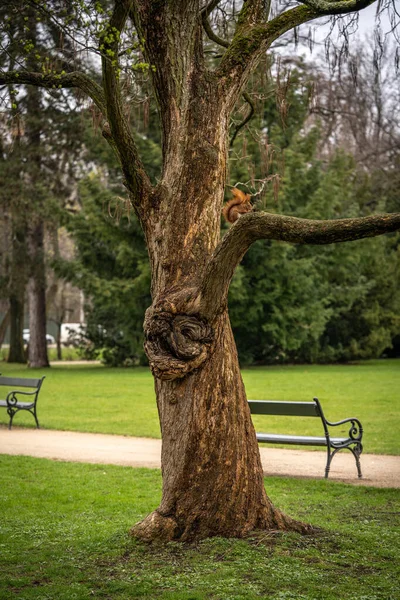 Photo panoramique d'un arbre avec un écureuil et des bancs dans le parc — Photo