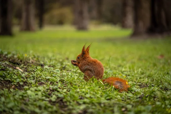 Squirrel eats a nut on a beautiful lawn — Stock Photo, Image