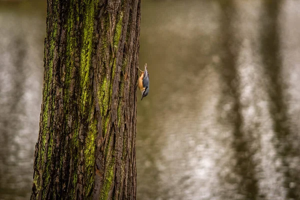 Nuthatch corre a lo largo de un tronco de árbol en busca de comida —  Fotos de Stock