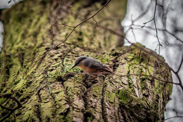 Nuthatch corre a lo largo de un tronco de árbol en busca de comida — Foto de Stock