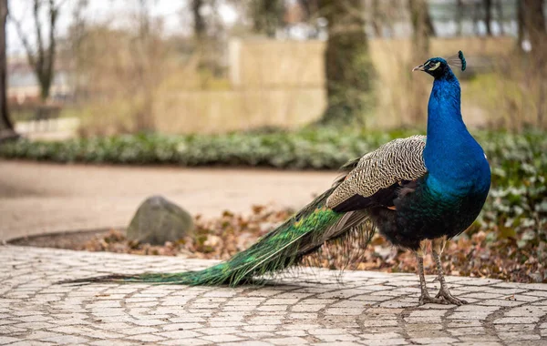 Portret van een pauw wandelen in het park — Stockfoto