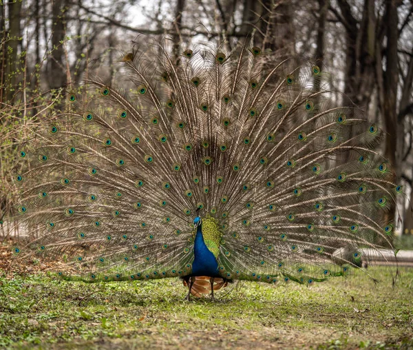 Pauw met een open bossige staart — Stockfoto