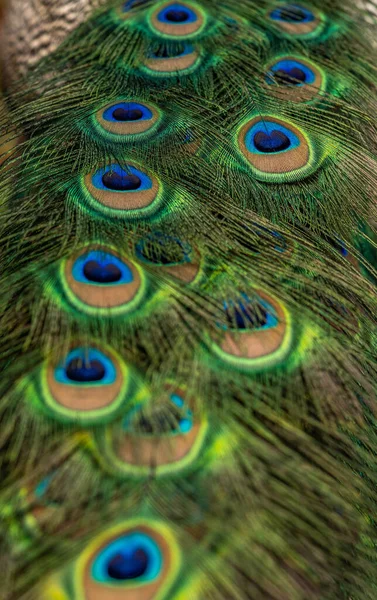 Cauda de pavão a curta distância, dia de primavera — Fotografia de Stock