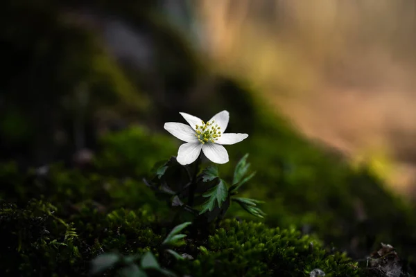 Beyaz Bir Çiçeğin Yosunlarda Açması - Stok İmaj