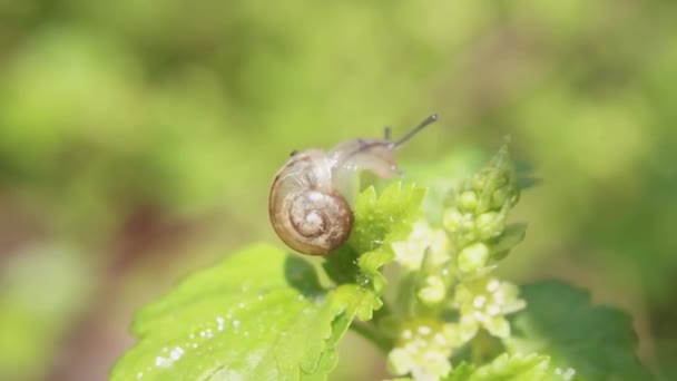 달팽이는 때많은 노력을 기울인다 — 비디오