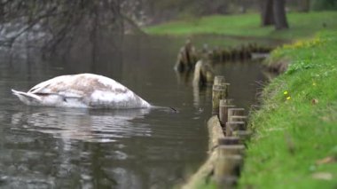 Kuğu, yiyecek aramak için gölete dalıyor.