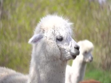 Şirin beyaz alpaka şaşırttı.