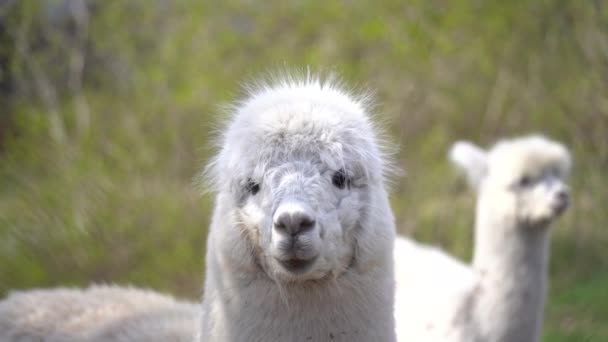 Weißes Alpaka Schnüffelt Während Seine Nase Bewegt — Stockvideo