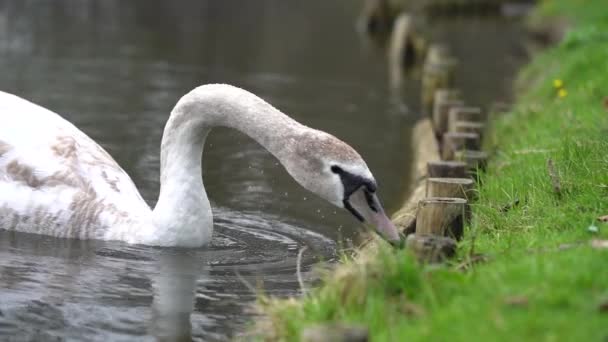 Cigno Mordicchia Erba Mentre Nell Acqua — Video Stock