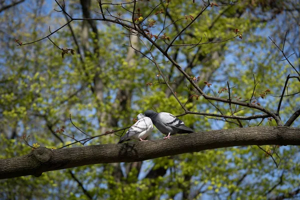 Par Palomas Enamoradas Besándose Una Rama —  Fotos de Stock