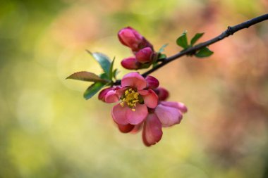 İnanılmaz güzel narin bahar pembe çiçekler dalda, ilkbaharda