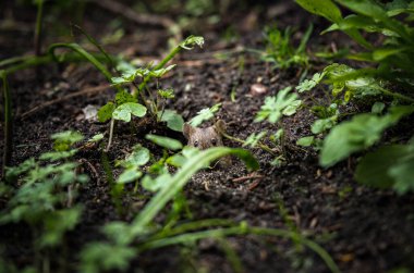 Fare yuvasından dışarı bakar, yaylanır