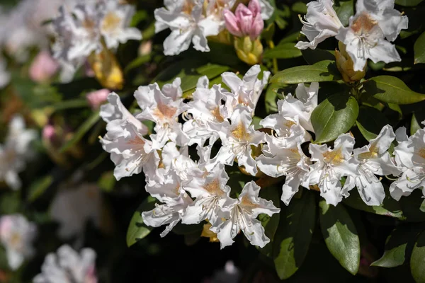 Прекрасные Азалии Цветы Растут Парке Весной — стоковое фото