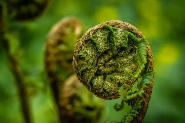 Growing Young Bright Juicy Fern — Stock Photo, Image