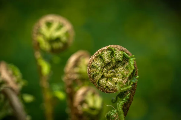 Growing Young Bright Juicy Fern — Stock Photo, Image