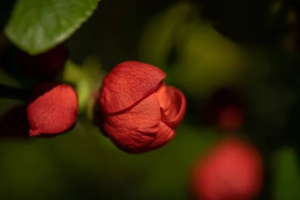 Piękne Delikatne Pąki Jasnoczerwonego Kwiatu Wiosna — Zdjęcie stockowe