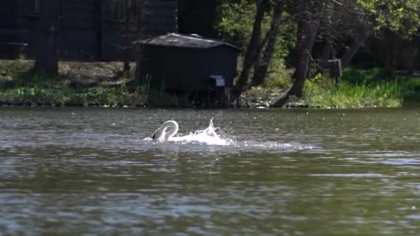 Cisne Nada Regocija Limpia Las Plumas — Vídeo de stock