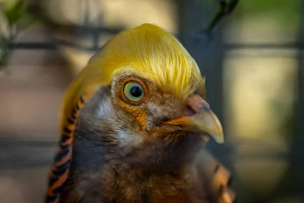 Chrysolophus Pictus Portret Van Een Prachtige Vogel — Stockfoto