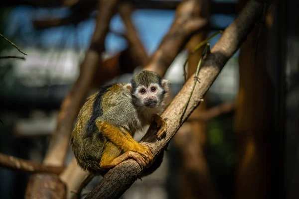 Mignon Saimiri Assis Sur Une Branche — Photo