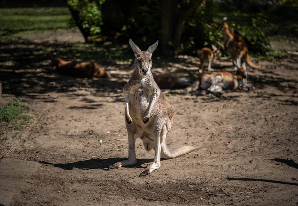 Büyük Kanguru Çerçeveye Bakar — Stok fotoğraf