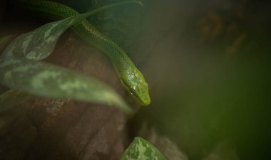 Yeşillikte gizlenen yeşil mamba.