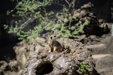 Küçük tatlı mirket nöbet tutuyor.
