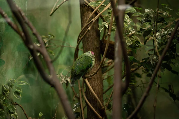 Incredibile Bird Watching Verde Con Uno Sguardo Interessato Fauna Selvatica — Foto Stock