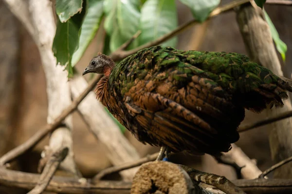 Ptak Zielonym Upierzeniem Stoi Gałęzi Dzika Przyroda — Zdjęcie stockowe