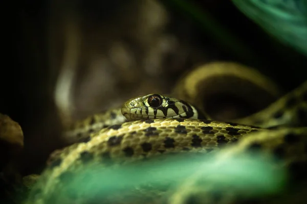 Wąż Czai Się Roślinach Parku Dzika Przyroda — Zdjęcie stockowe