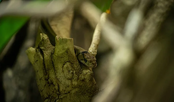 Serpiente Acechando Las Plantas Del Parque Vida Silvestre —  Fotos de Stock