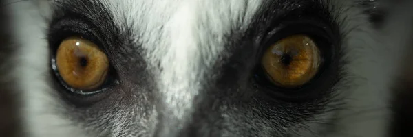 Madagaskar lemurunun yüzünün bir parçası uzaktaki vahşi yaşama bakıyor.