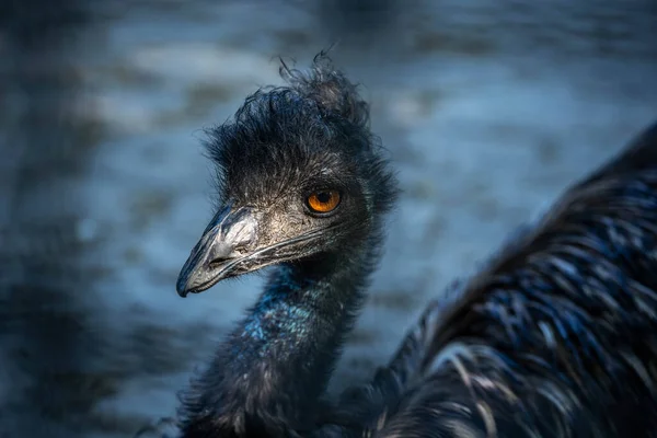 Portret Van Een Interessante Grote Vogel Emu Wilde Dieren — Stockfoto