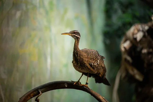 Niezwykłe Brązowy Ptak Siedzi Gałęzi Dzika Przyroda — Zdjęcie stockowe