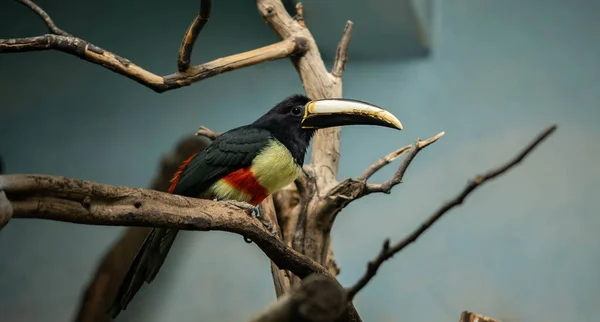 Schöne Bunte Tukan Sitzt Auf Einem Ast Wildtiere — Stockfoto