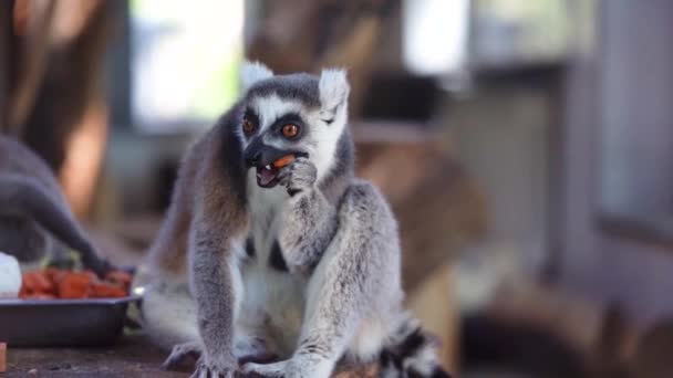 Divertido Lémur Madagascar Roe Una Zanahoria — Vídeo de stock