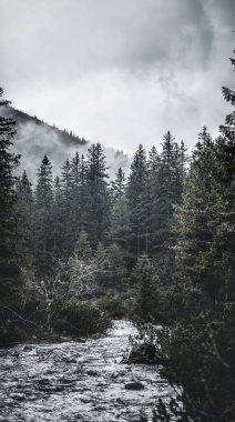Bereketli köknar ağaçları arasında akan dağ nehri, inanılmaz vahşi yaşam