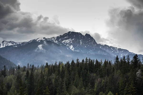 Incrivelmente Belas Montanhas Majestosas Cobertas Neve Nevoeiro Incrível Vida Selvagem — Fotografia de Stock