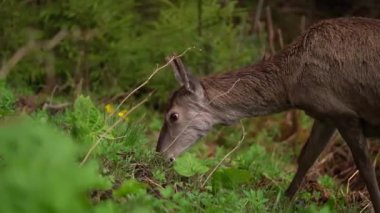 Güzel geyik sulu yeşillikler yer.