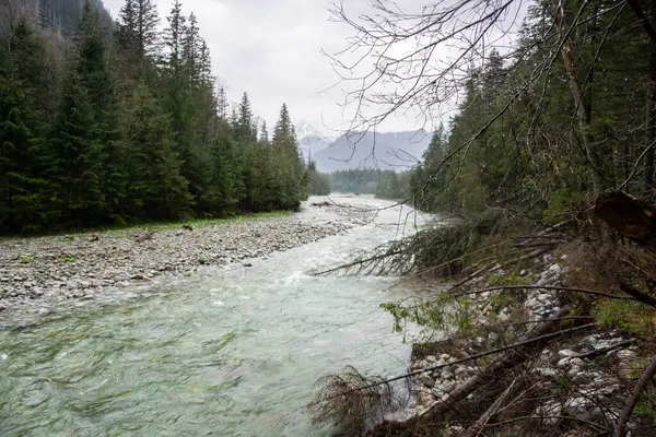 Rio Montanha Que Flui Entre Árvores Abeto Exuberantes — Fotografia de Stock