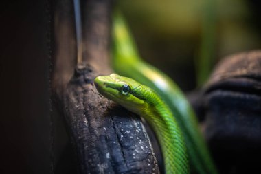 Yeşil yılan dallarda pusuda bekliyor.