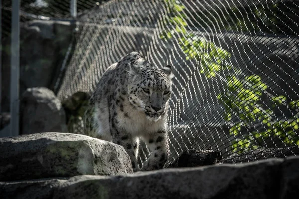 Retrato Nobre Leopardo Neve — Fotografia de Stock