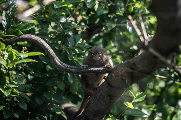 Petit Singe Marmouset Assis Sur Une Branche — Photo