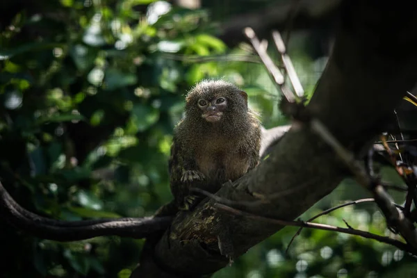 Pequeño Mono Marmoset Sentado Una Rama — Foto de Stock