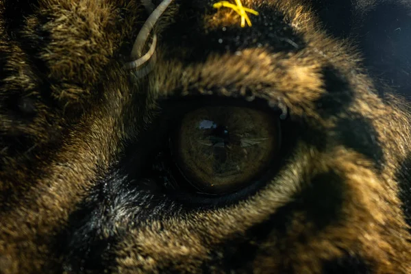 Jaguar Eye Close Range — Stock Photo, Image