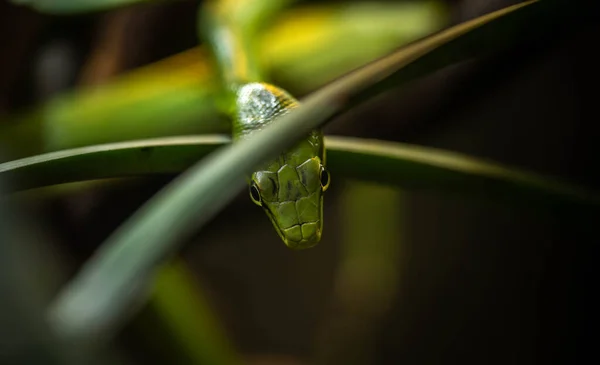 Den Gröna Ormen Lurar Grenarna — Stockfoto